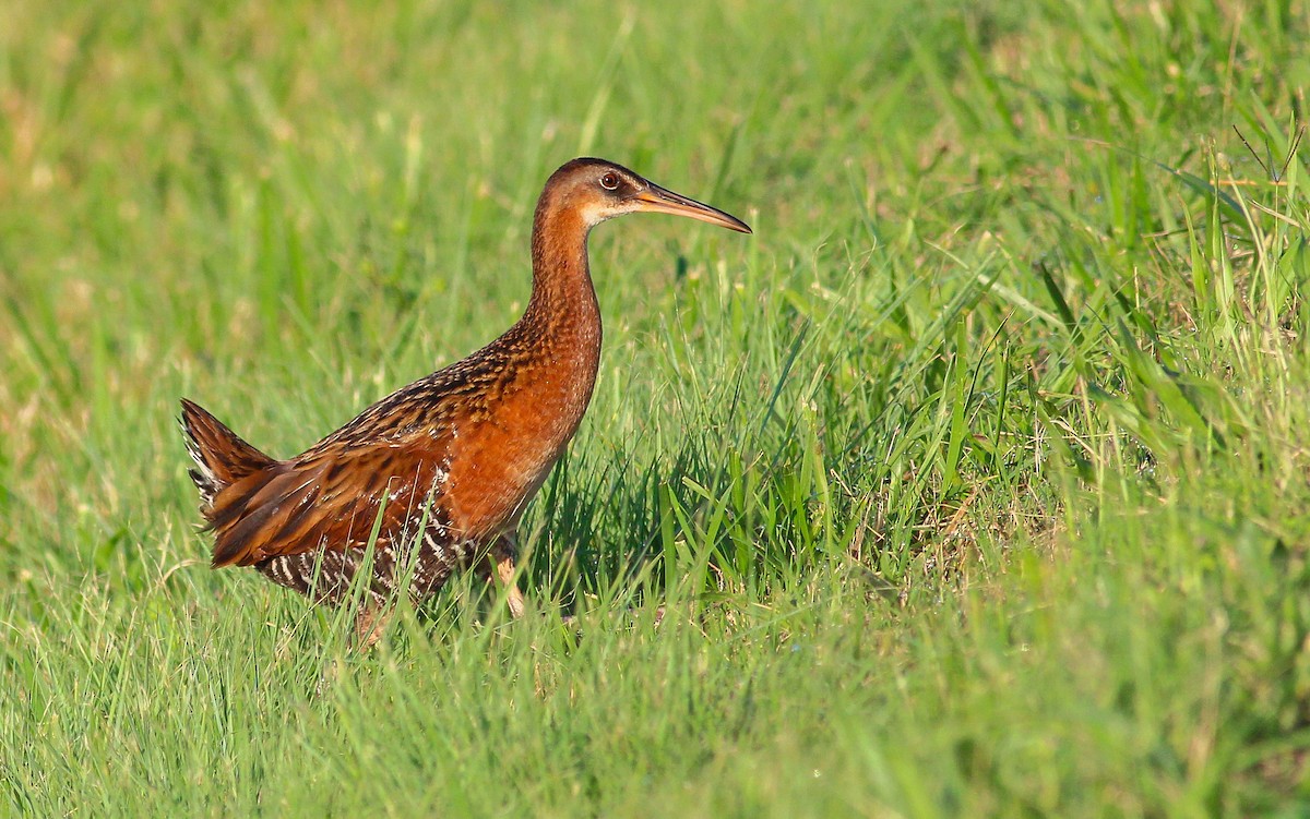 King Rail - ML281187311