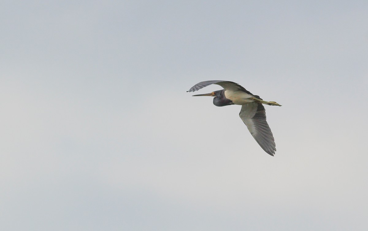 Tricolored Heron - ML281187341