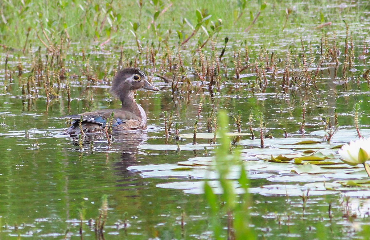 Wood Duck - ML281187371