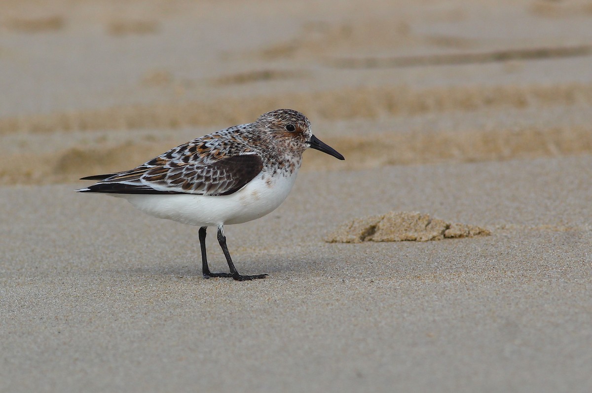 Bécasseau sanderling - ML281187421