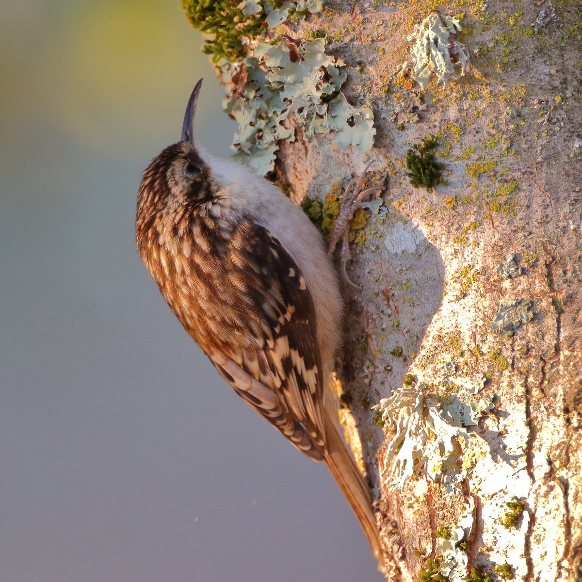 Brown Creeper - ML281188891