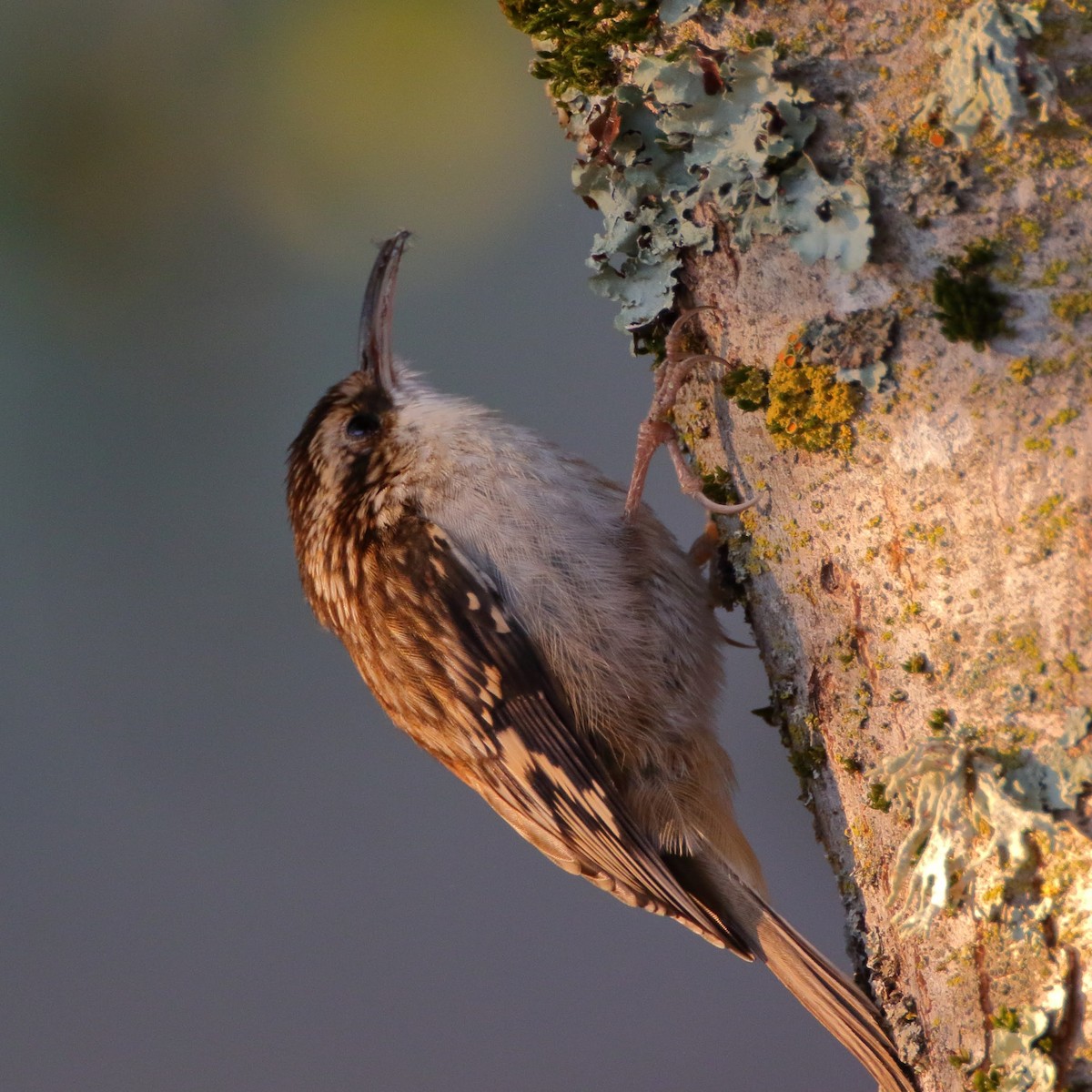 Brown Creeper - ML281188931