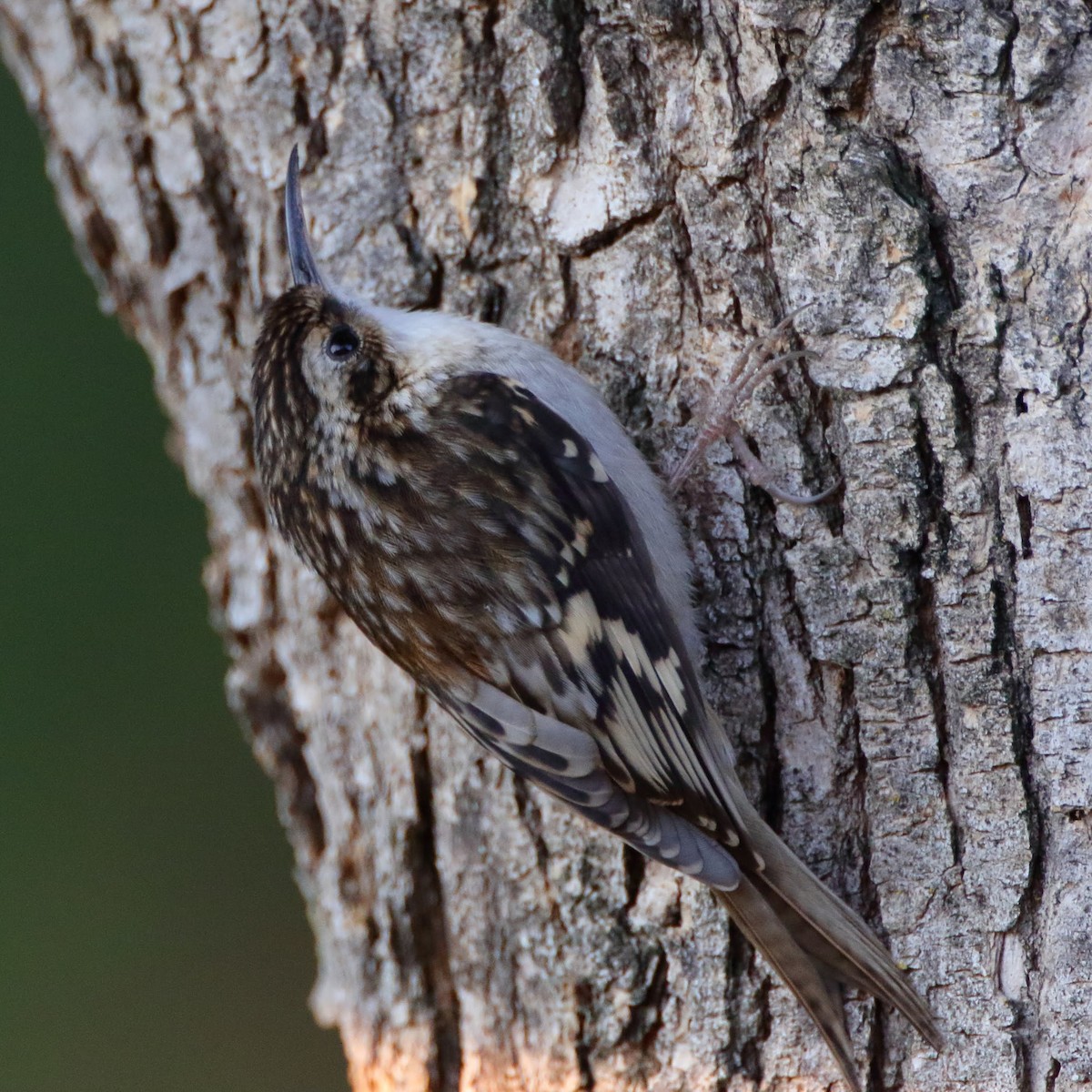 Brown Creeper - ML281188941