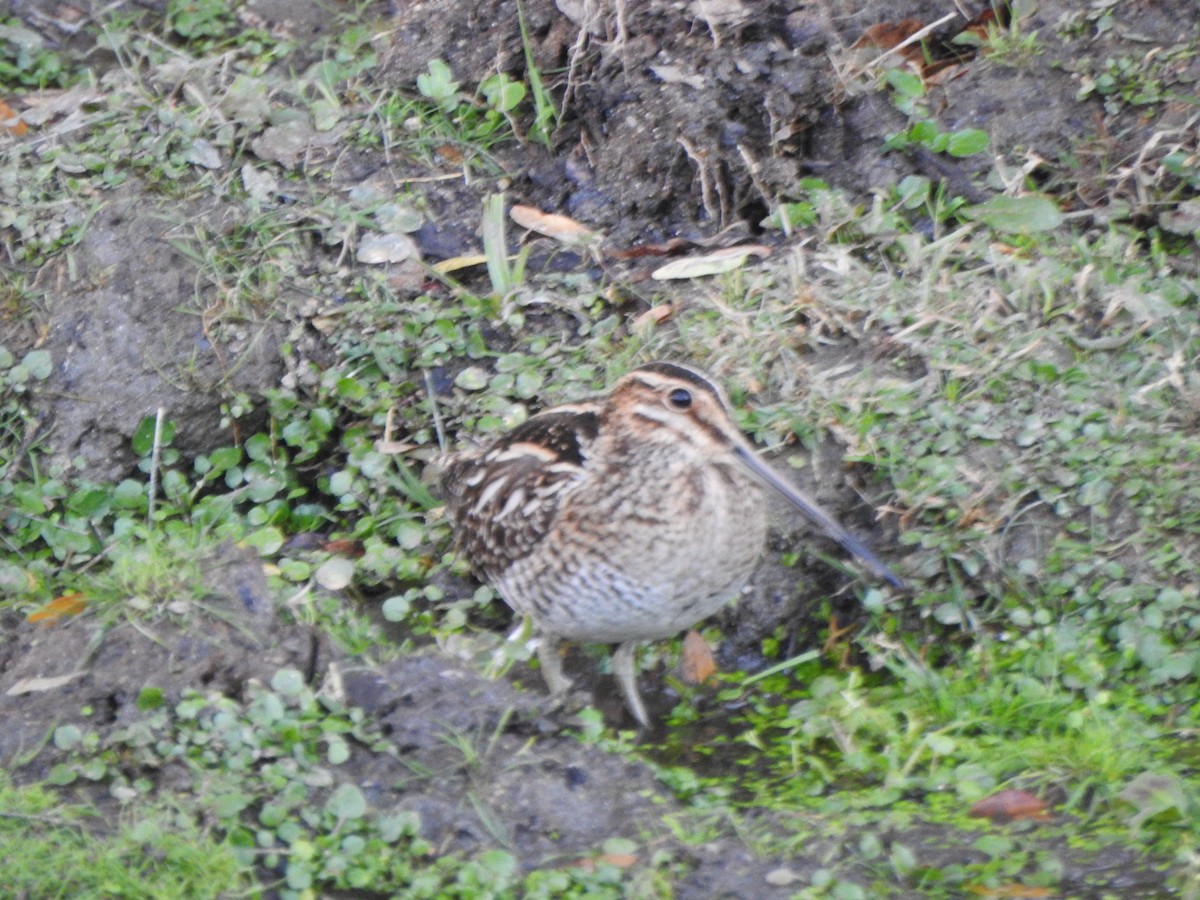 Wilson's Snipe - ML281189621