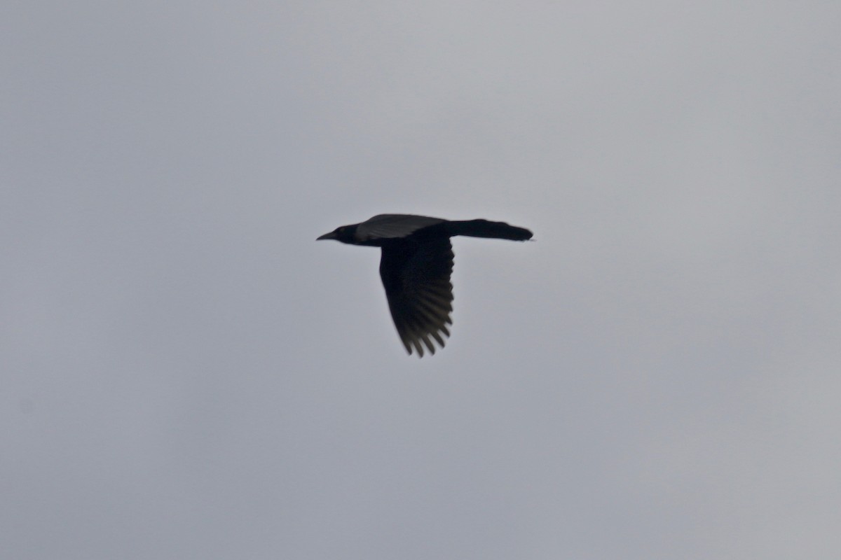 Great-tailed Grackle - ML281189791