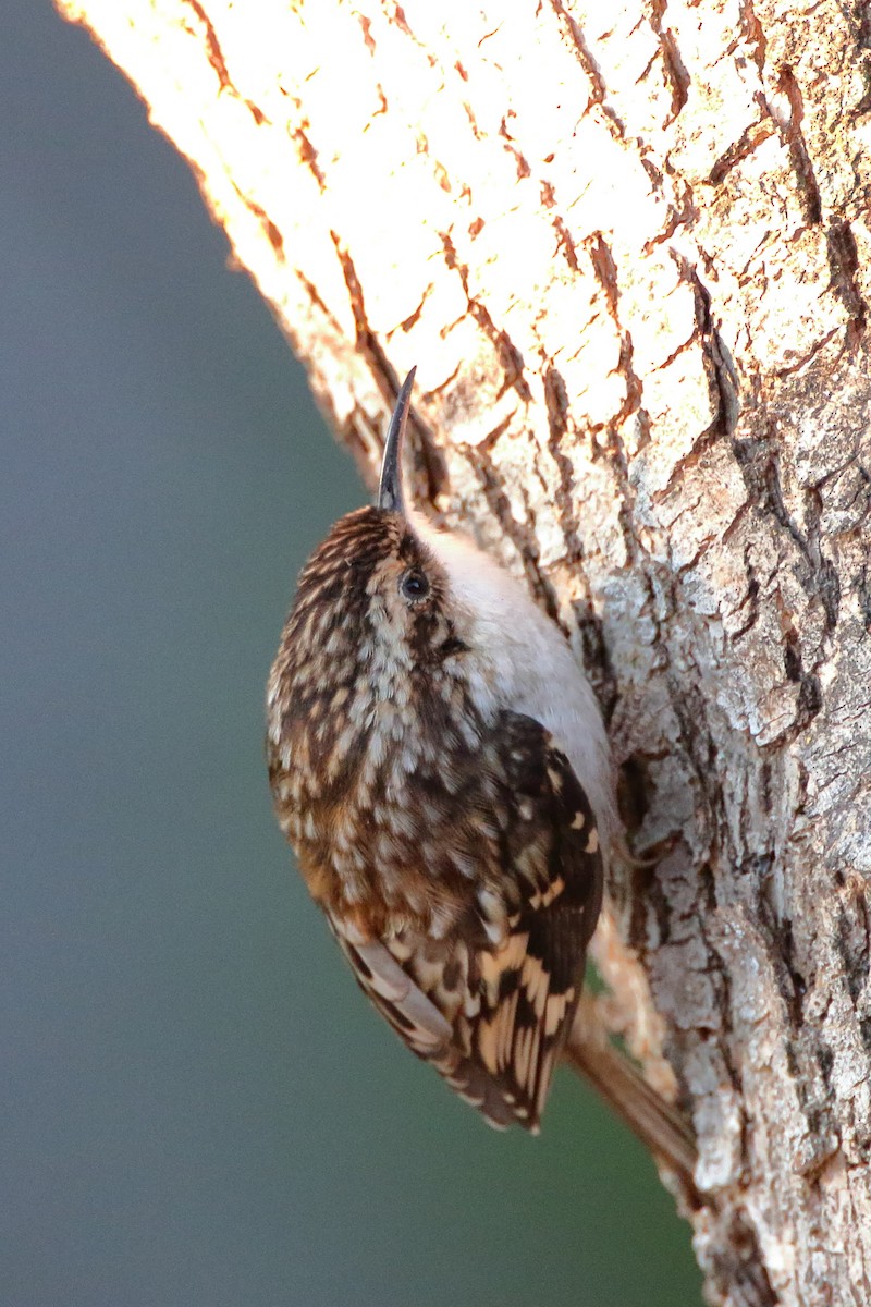 Brown Creeper - ML281191451