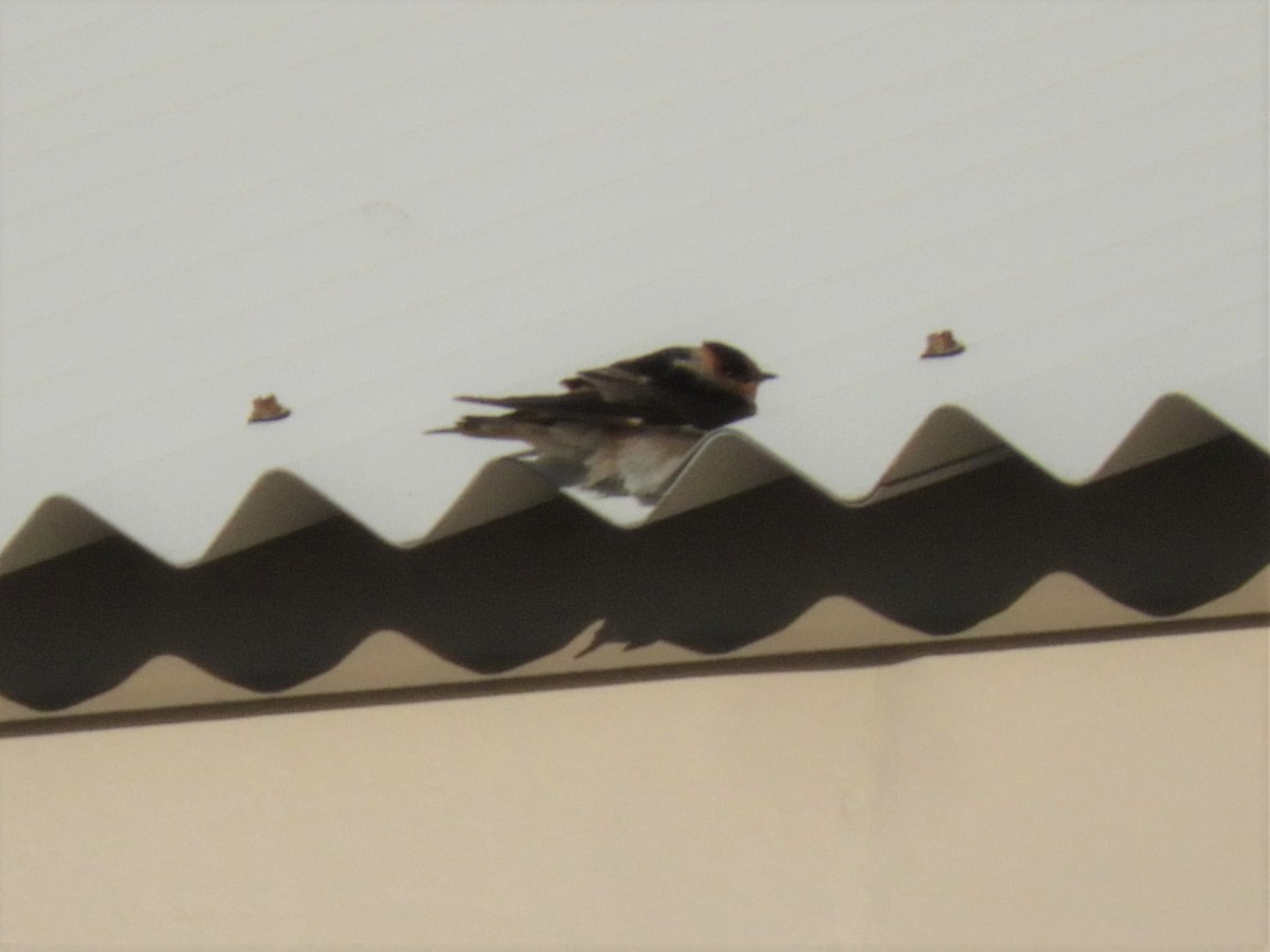 Cave Swallow - ML281193361