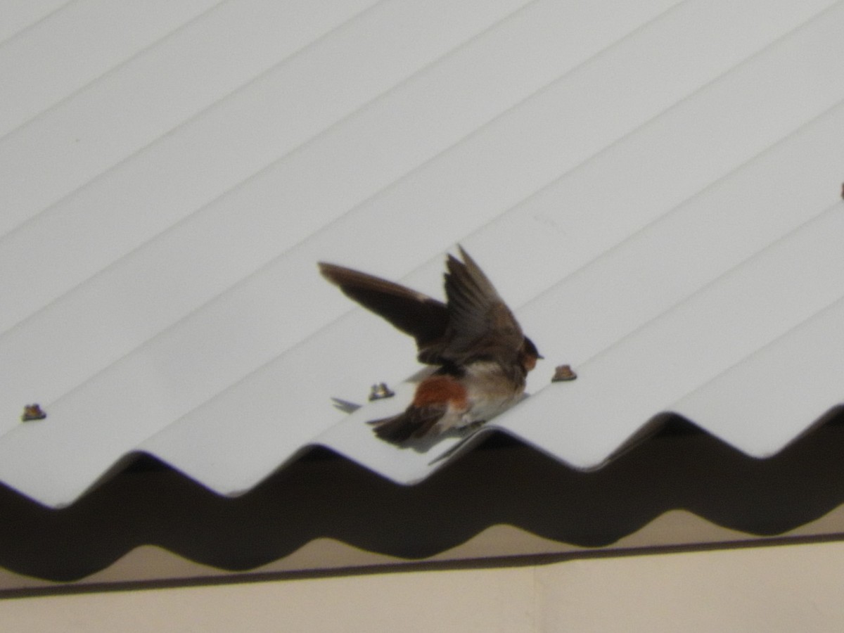 Cave Swallow - ML281193391