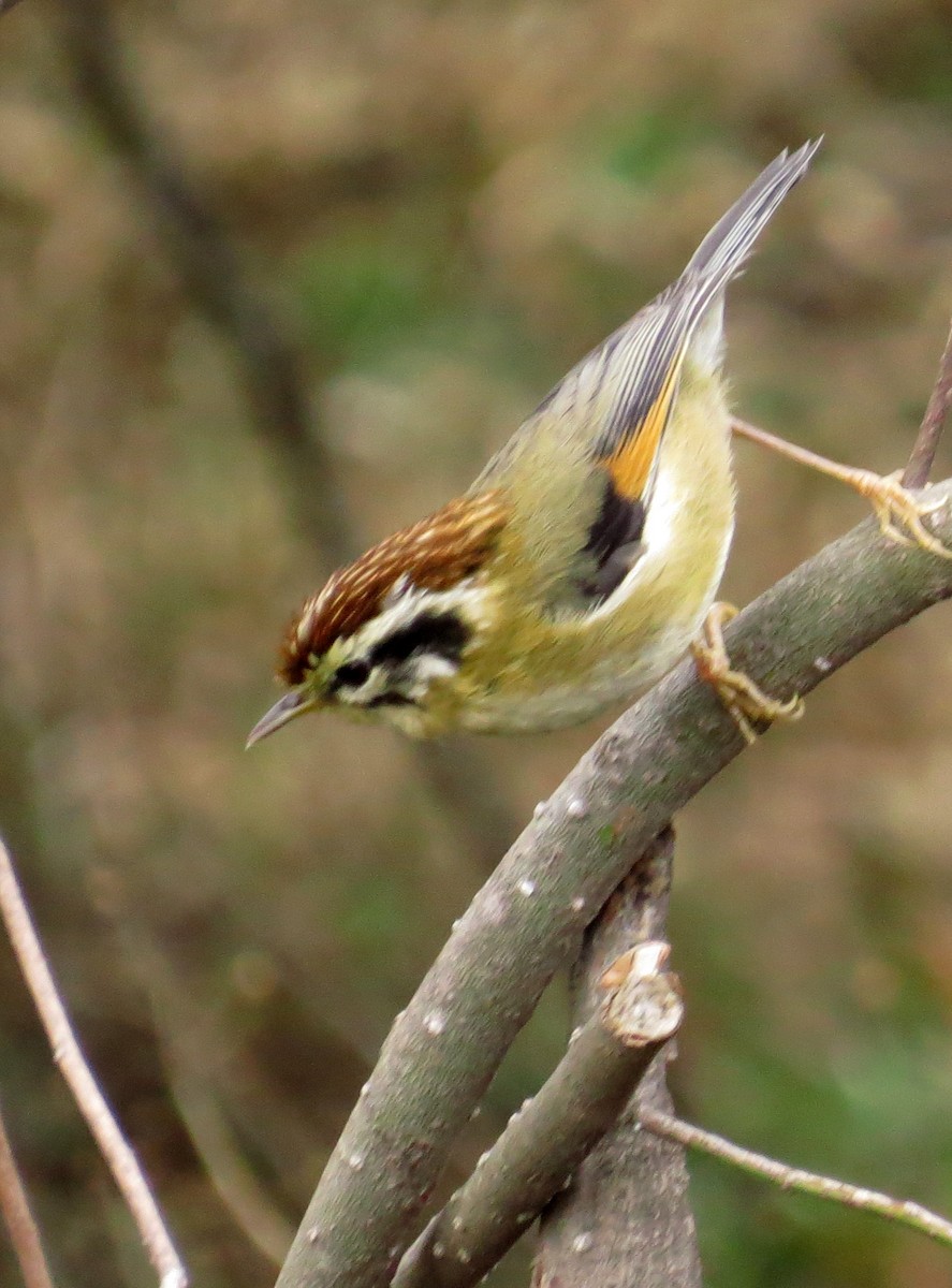 Rufous-winged Fulvetta - Diane Drobka