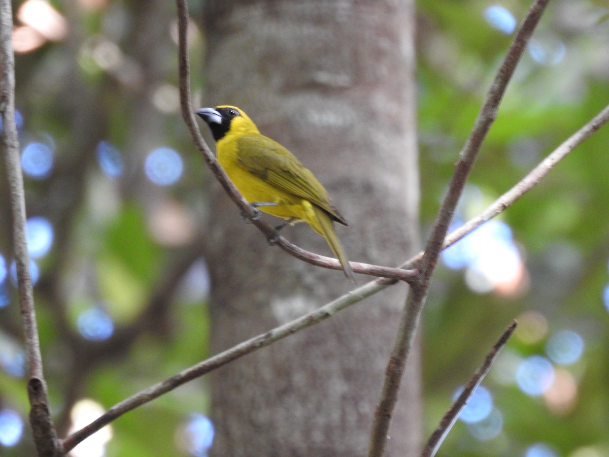 Yellow-green Grosbeak - ML281195081