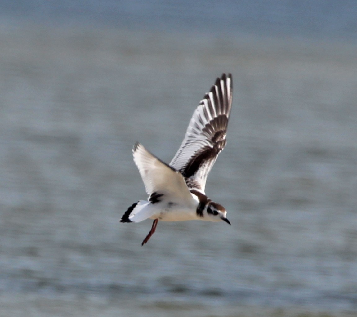 Mouette pygmée - ML281195751