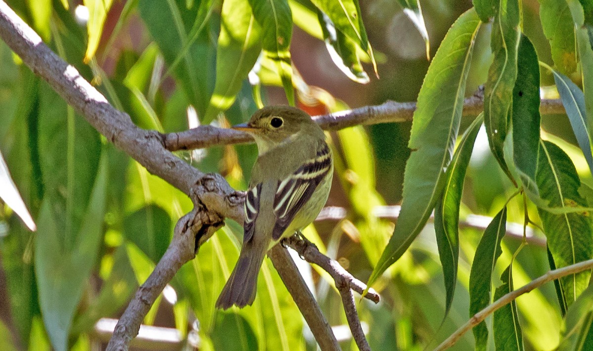 Willow Flycatcher - ML281200611