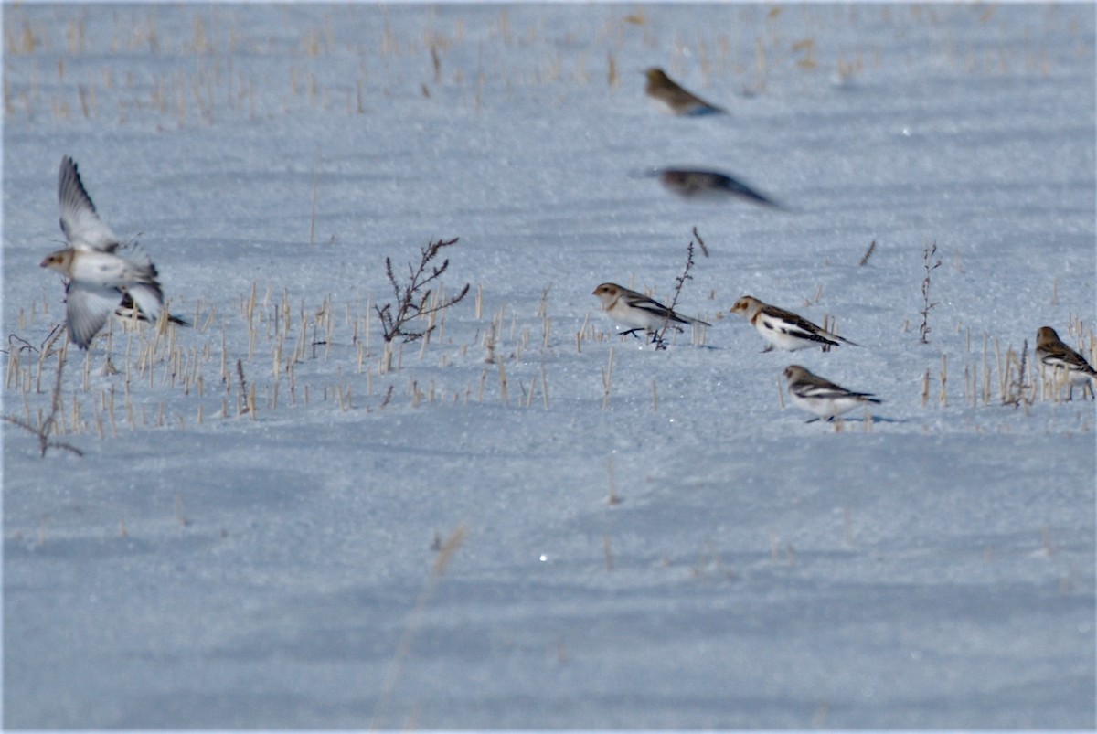 Snow Bunting - ML281200691