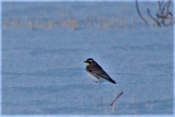 Horned Lark - ML281200721