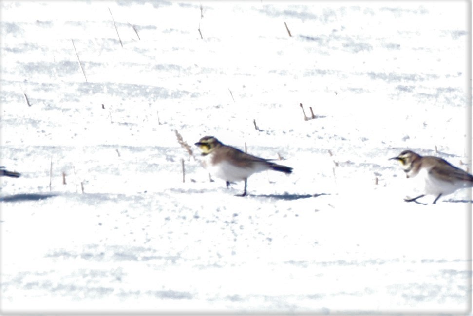 Horned Lark - ML281200771