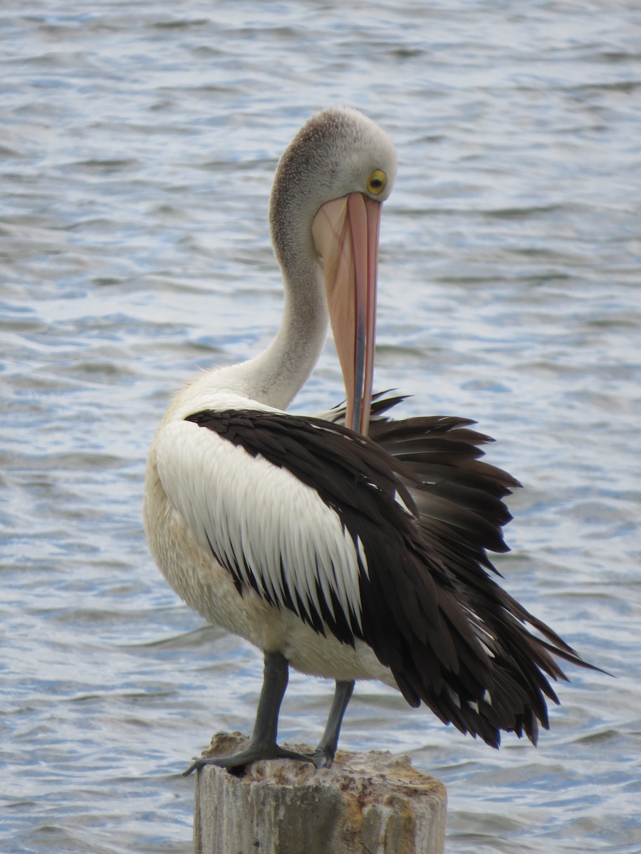 pelikán australský - ML281200901