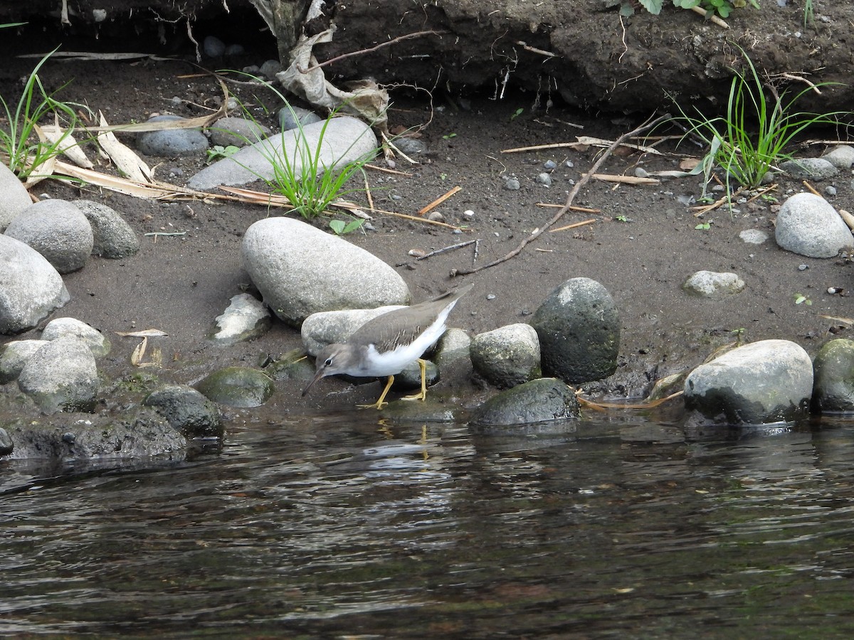 Spotted Sandpiper - Aurelio Molina Hernández