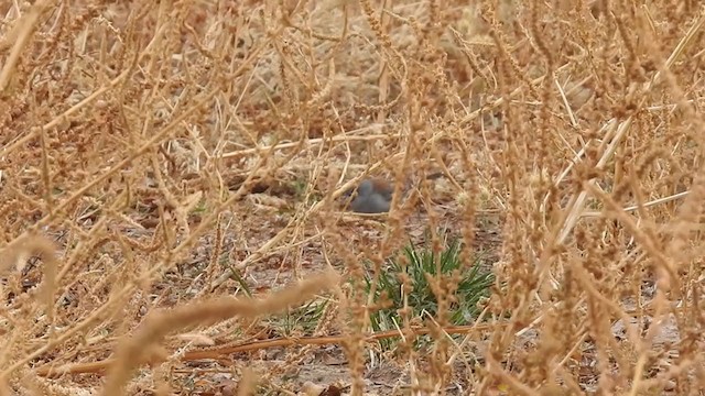 Junco ardoisé (caniceps) - ML281201781