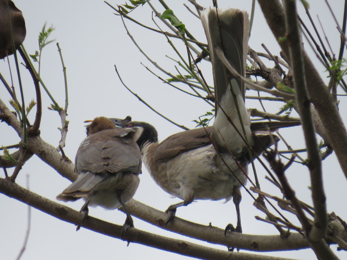 Noisy Friarbird - Rodney Macready