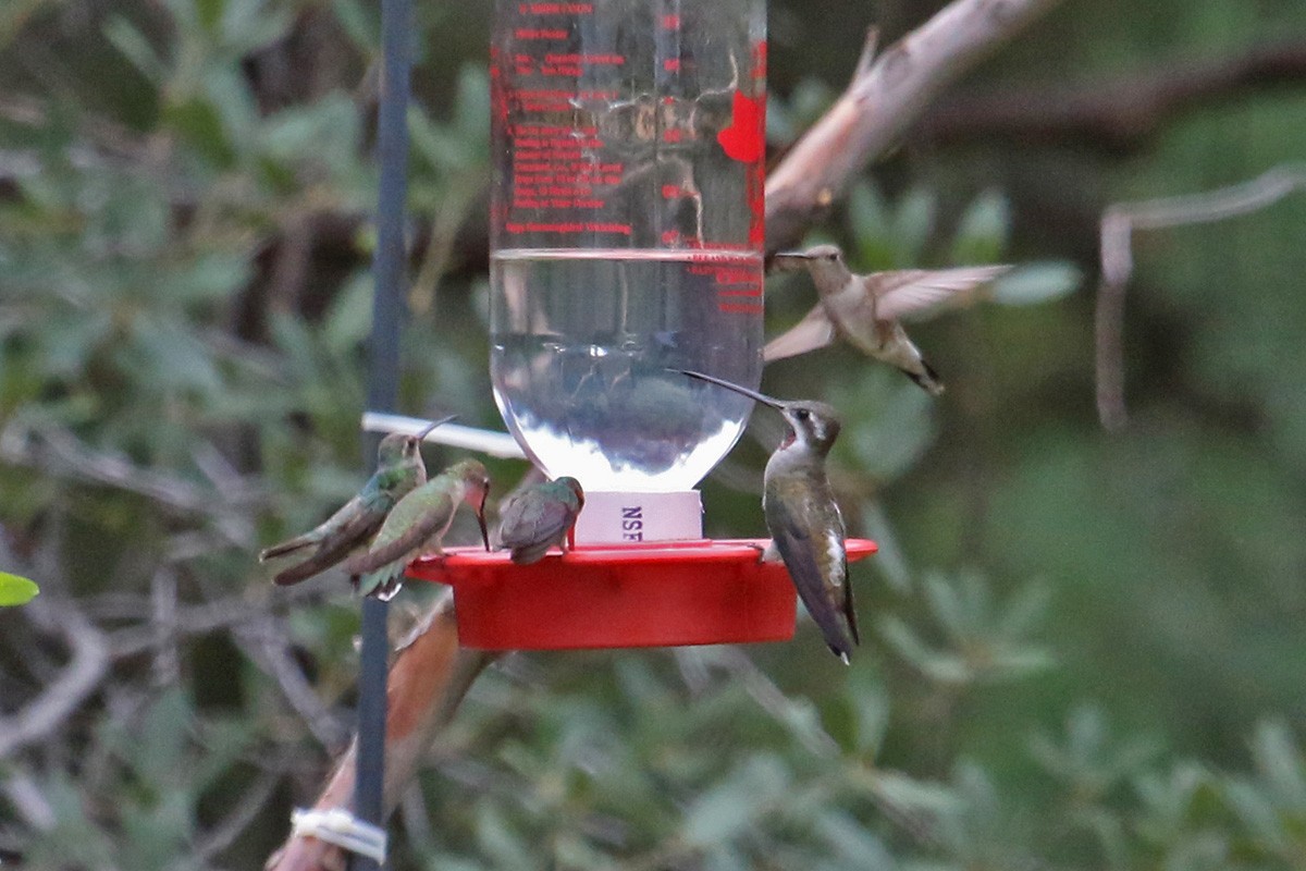 kolibřík achátový - ML281203231