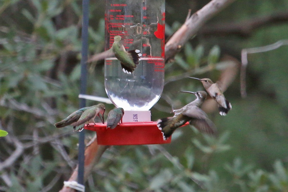 kolibřík achátový - ML281203241