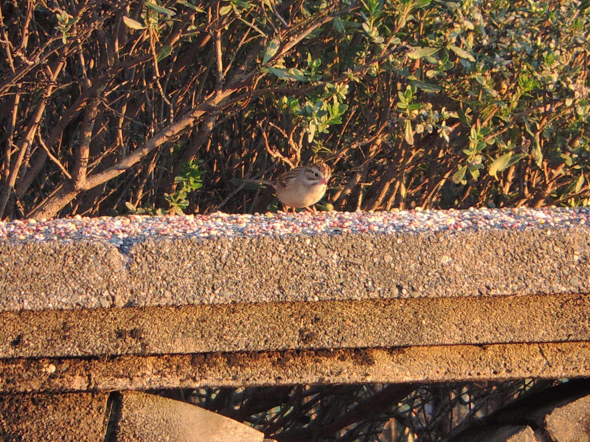 Clay-colored Sparrow - ML281204431