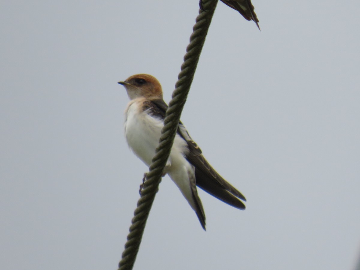 Golondrina Ariel - ML281206611