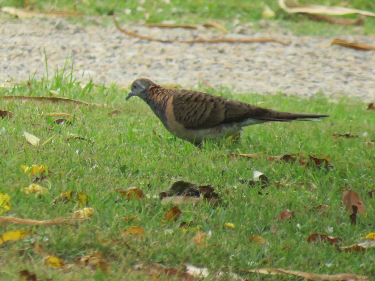 Bar-shouldered Dove - ML281207291