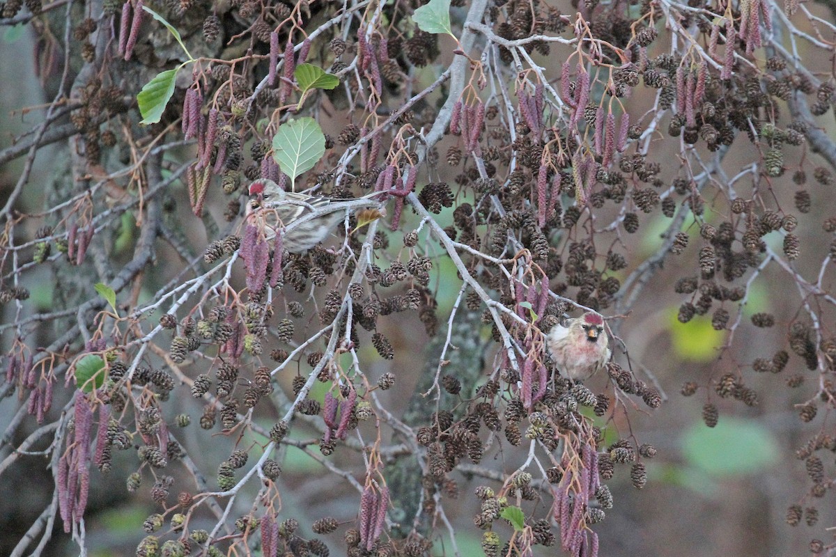 Common Redpoll - Geoffrey A. Williamson