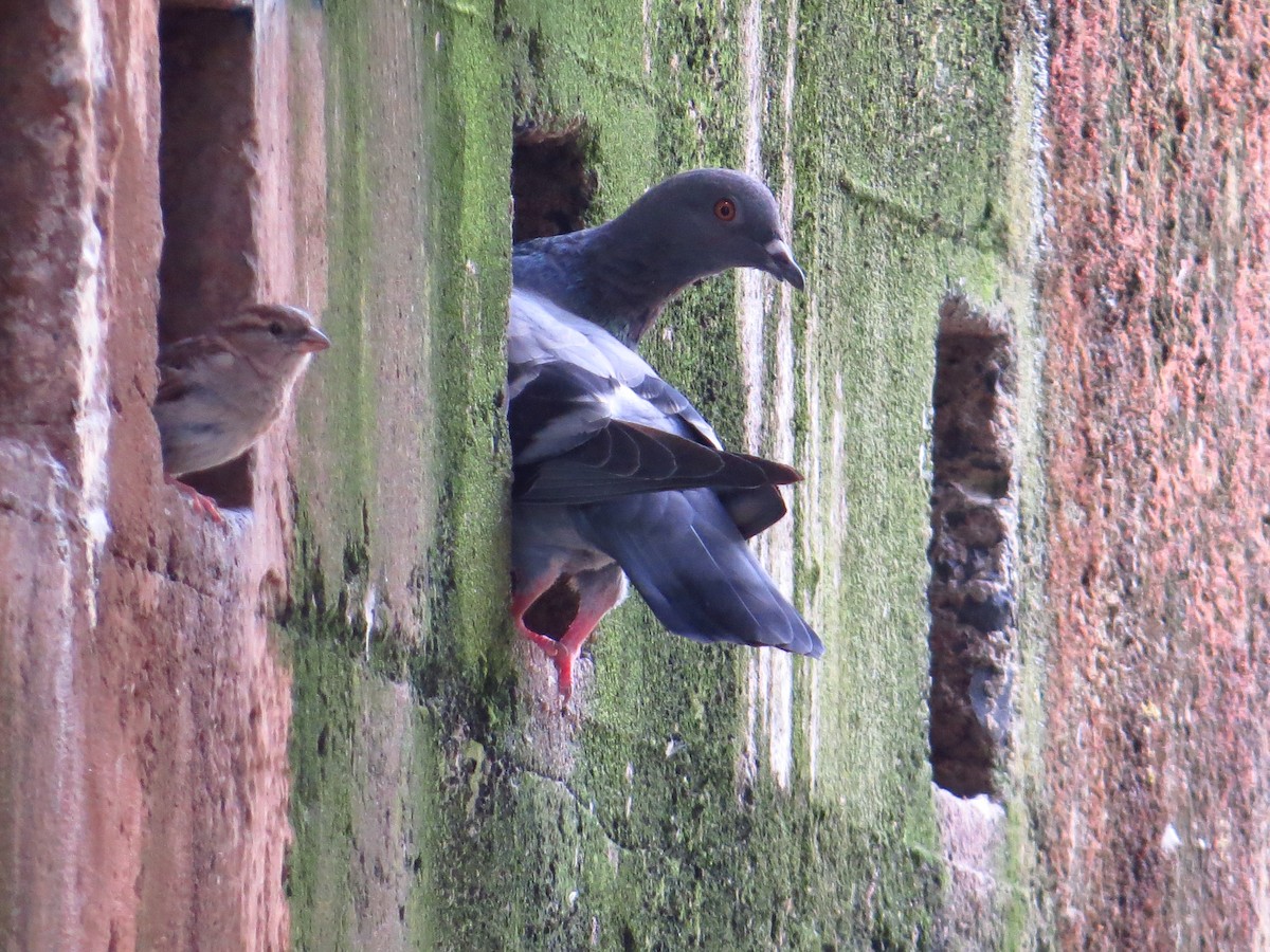 Rock Pigeon (Feral Pigeon) - ML281214101