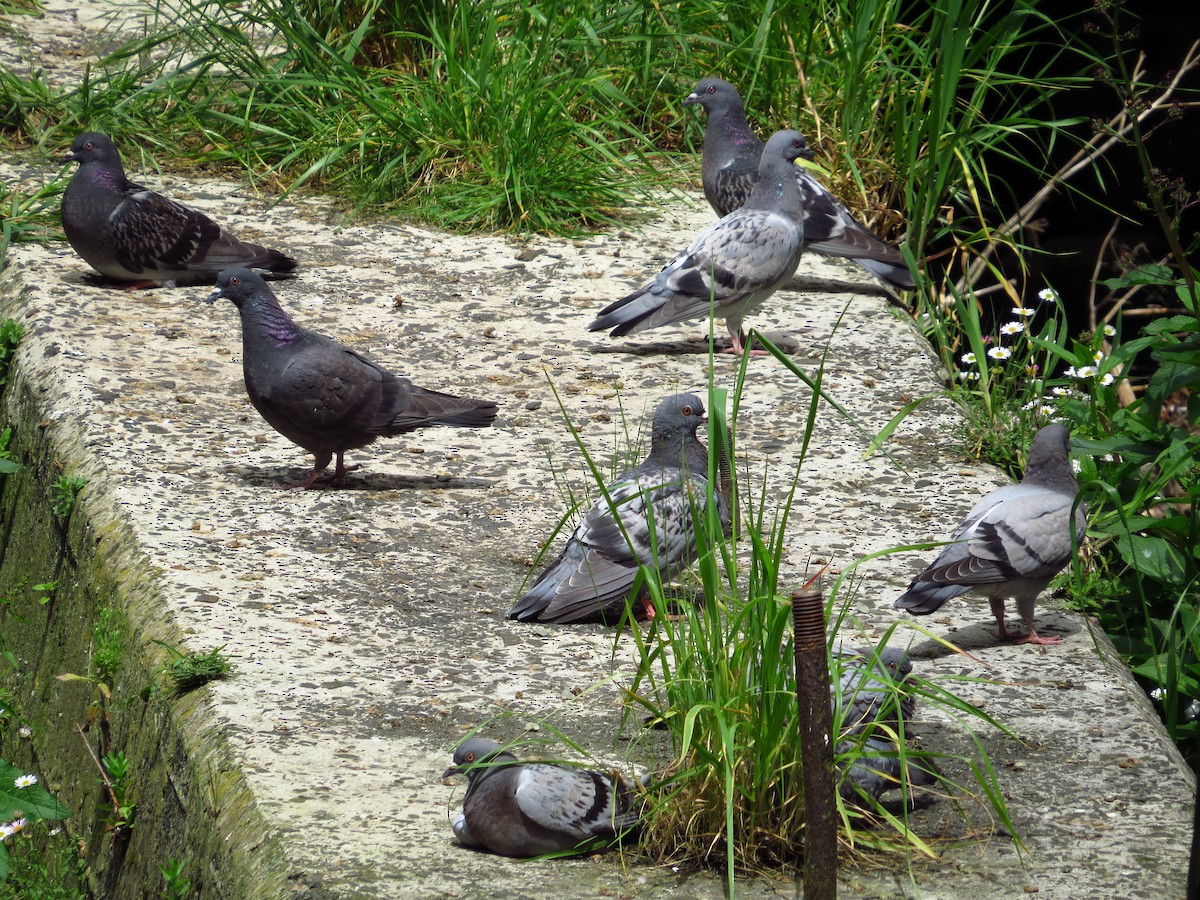 Rock Pigeon (Feral Pigeon) - ML281214251