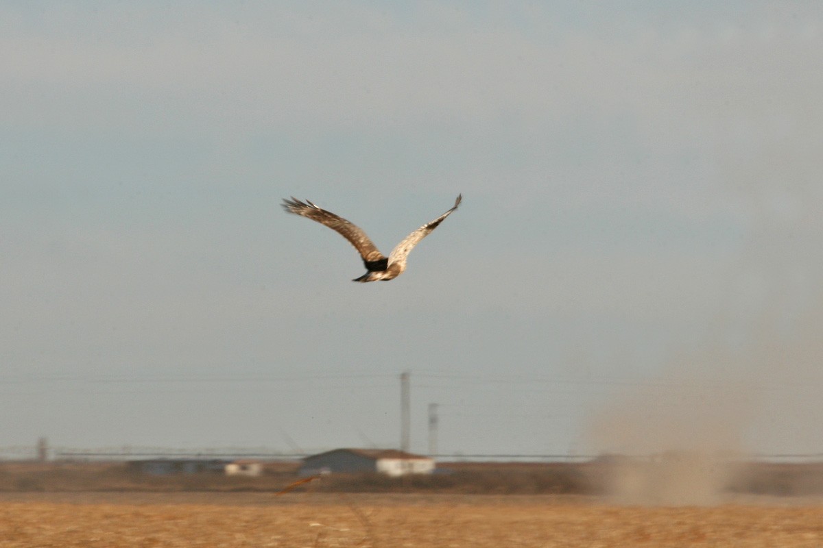 fjellvåk - ML281214591