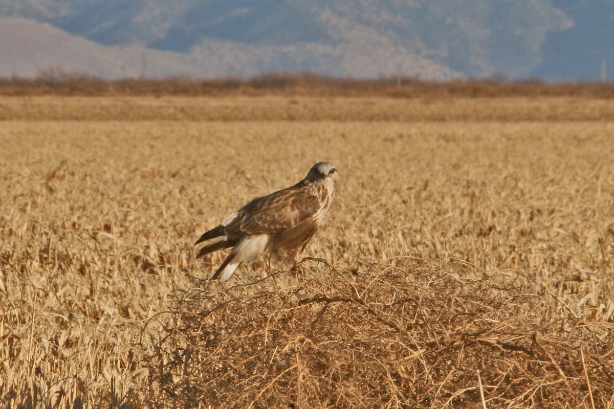 Rough-legged Hawk - ML281214601