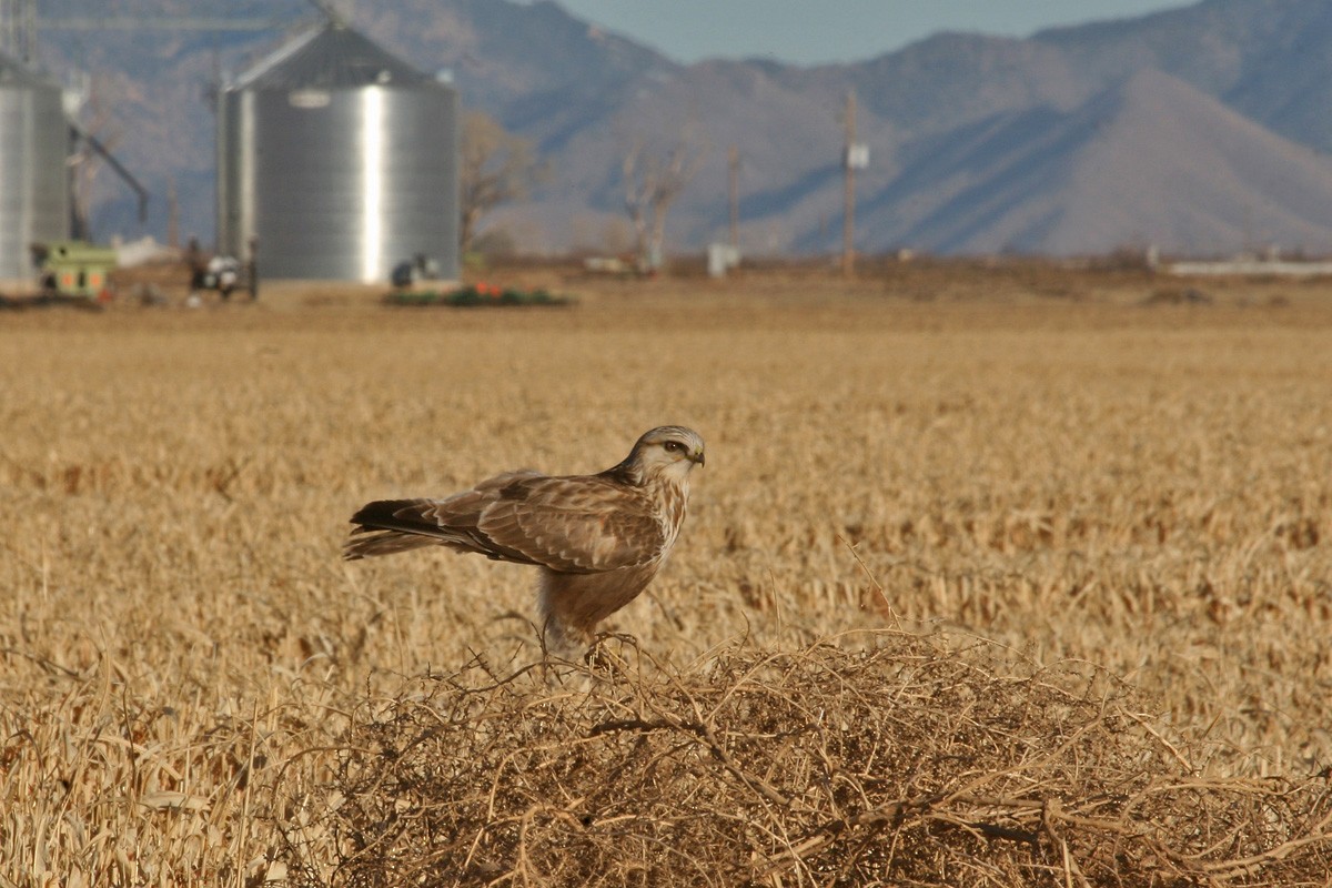 fjellvåk - ML281214611