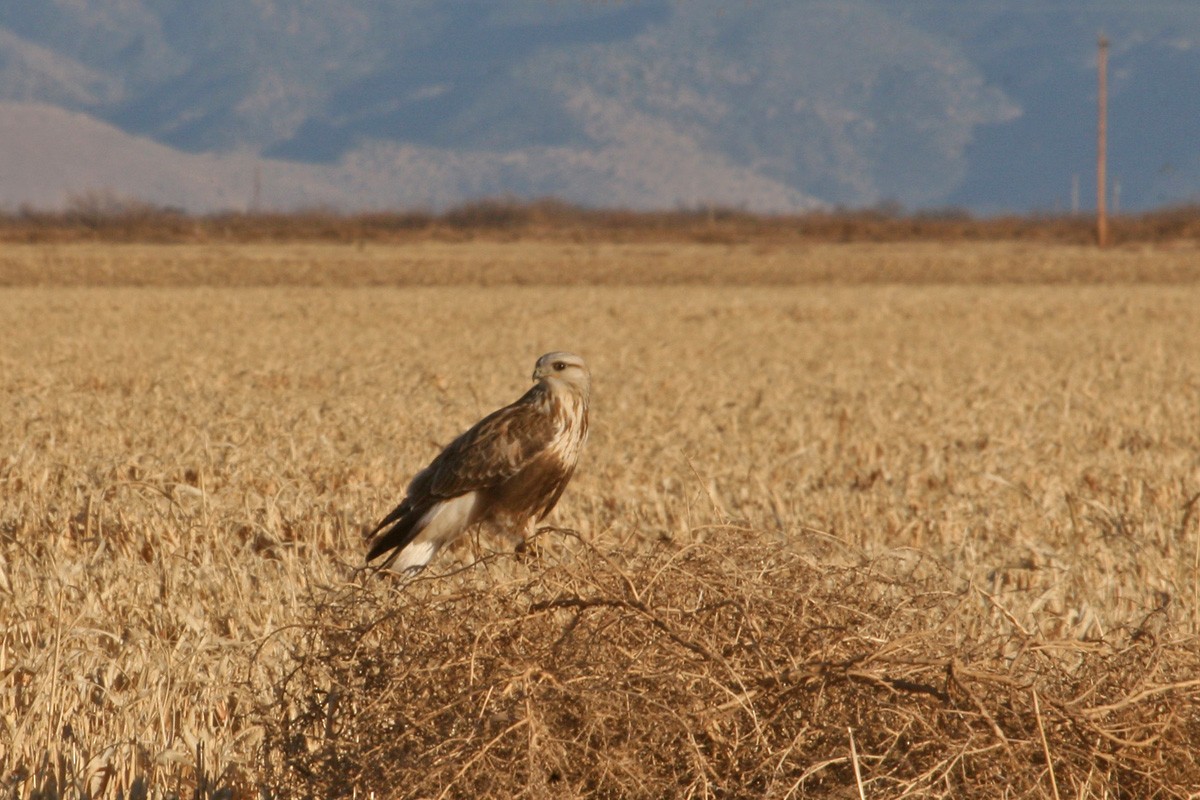 Poiana calzata - ML281214621