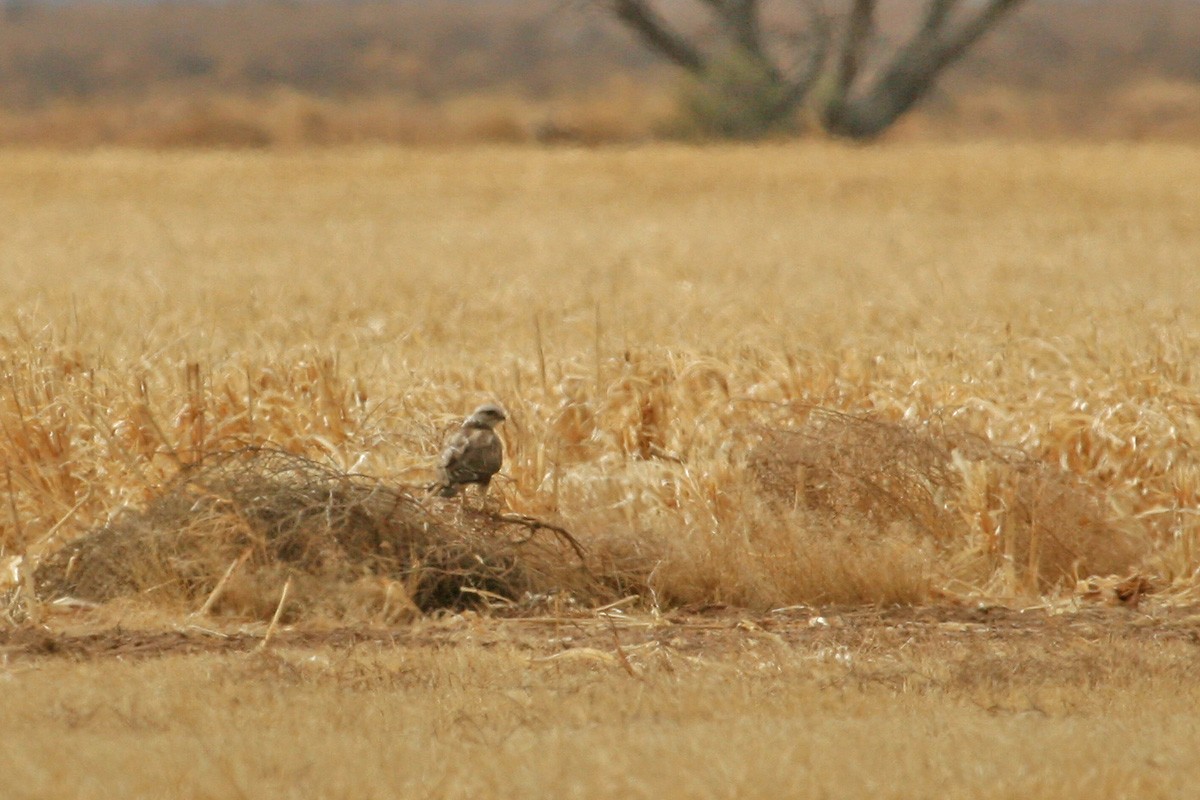 Poiana calzata - ML281214691