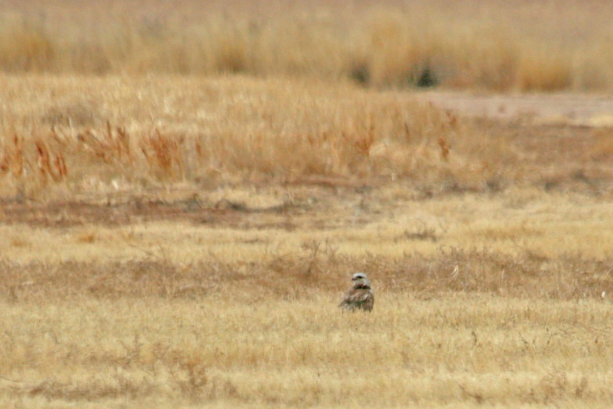 Poiana calzata - ML281214701