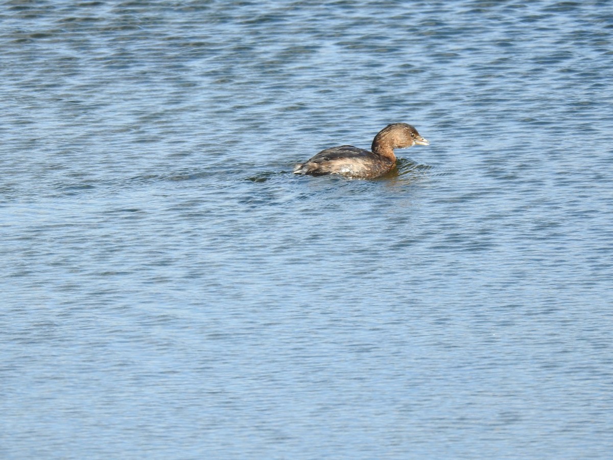 Pied-billed Grebe - Christopher Daniels