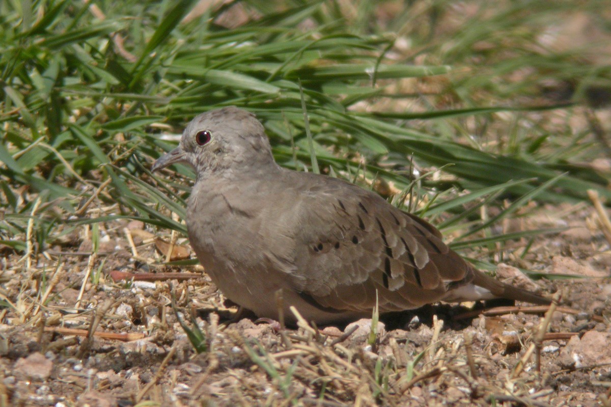 Ruddy Ground Dove - ML281217081