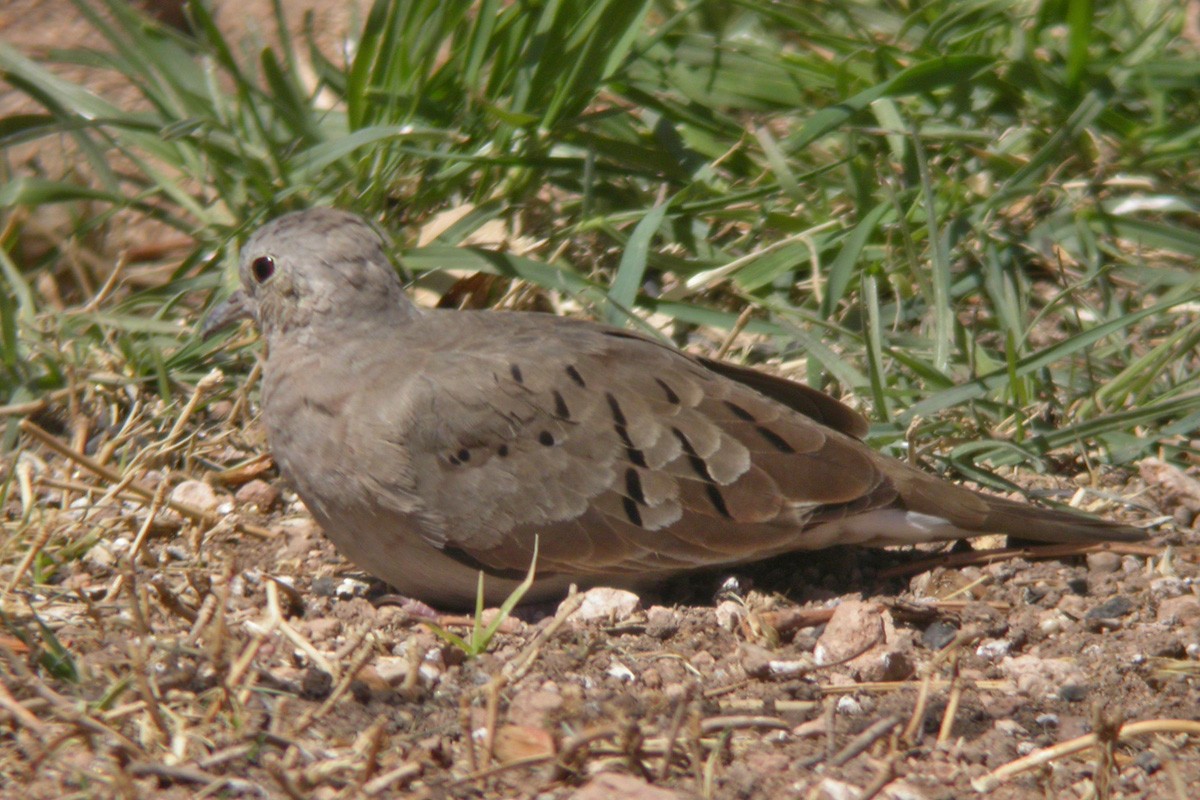 Ruddy Ground Dove - ML281217091