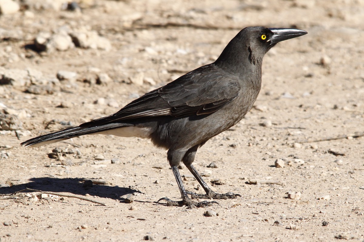 Gray Currawong - Alan Atkinson