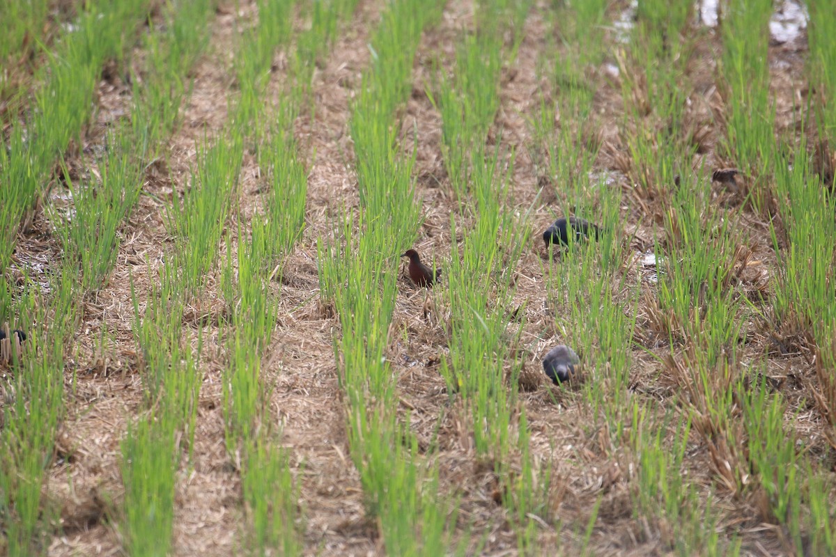 Ruddy-breasted Crake - Yun Ting Hsieh