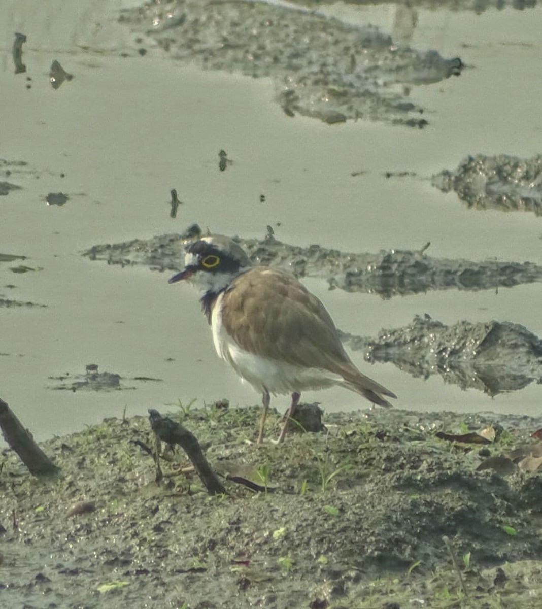 Little Ringed Plover - Debjit  Mukherjee