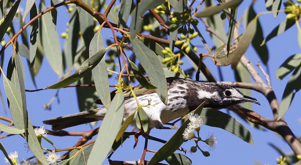 White-fronted Honeyeater - ML281224201