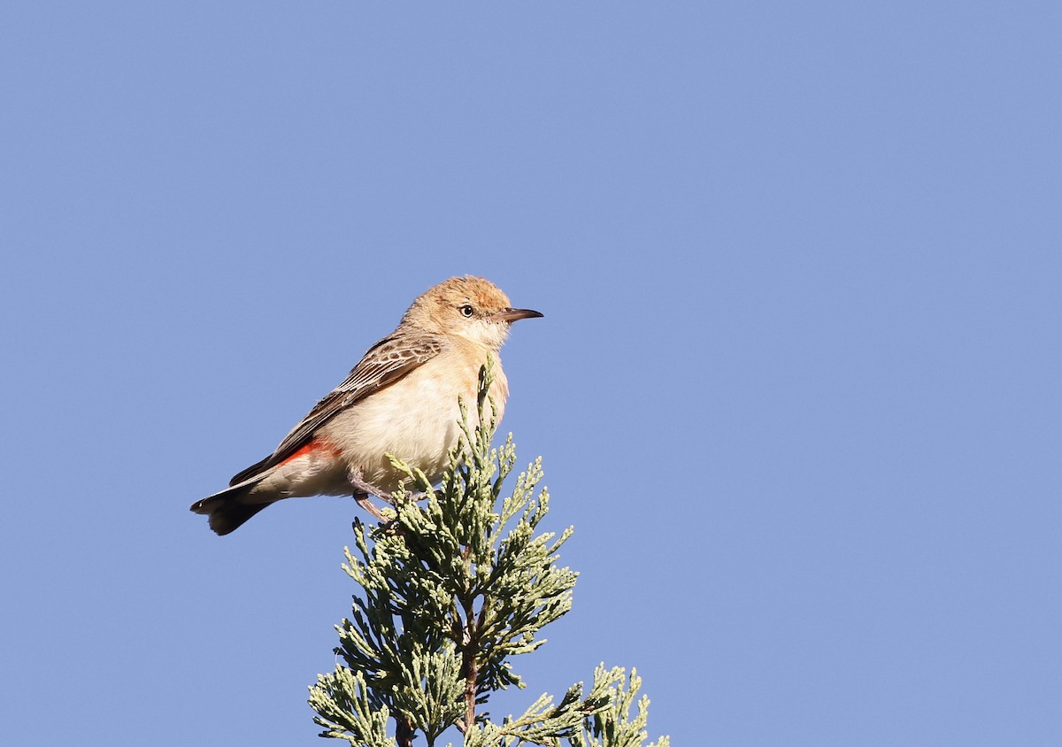 Crimson Chat - ML281224211