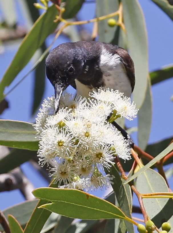 Black Honeyeater - ML281224241