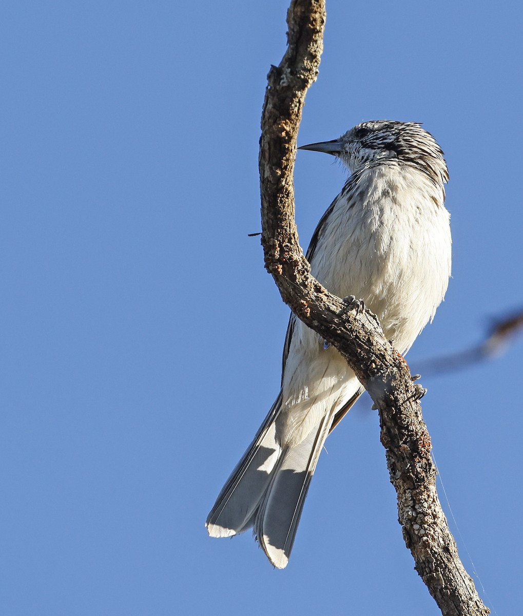 Striped Honeyeater - ML281224261