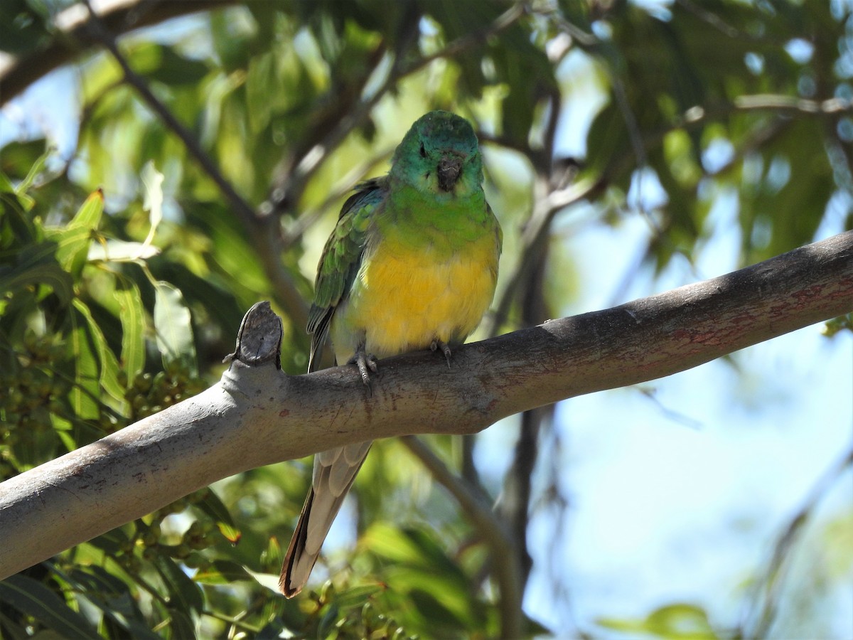 Red-rumped Parrot - ML281224501