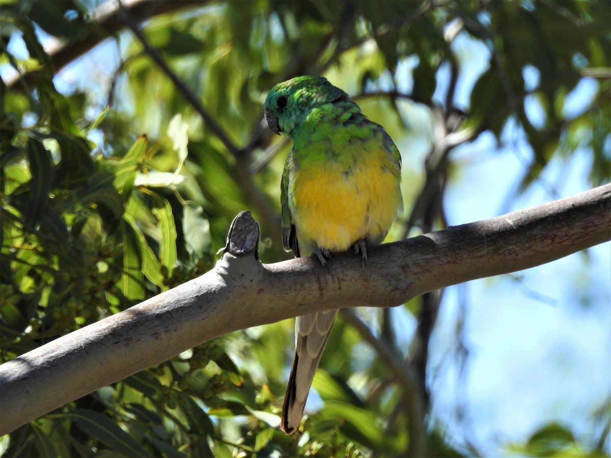 Red-rumped Parrot - ML281224511