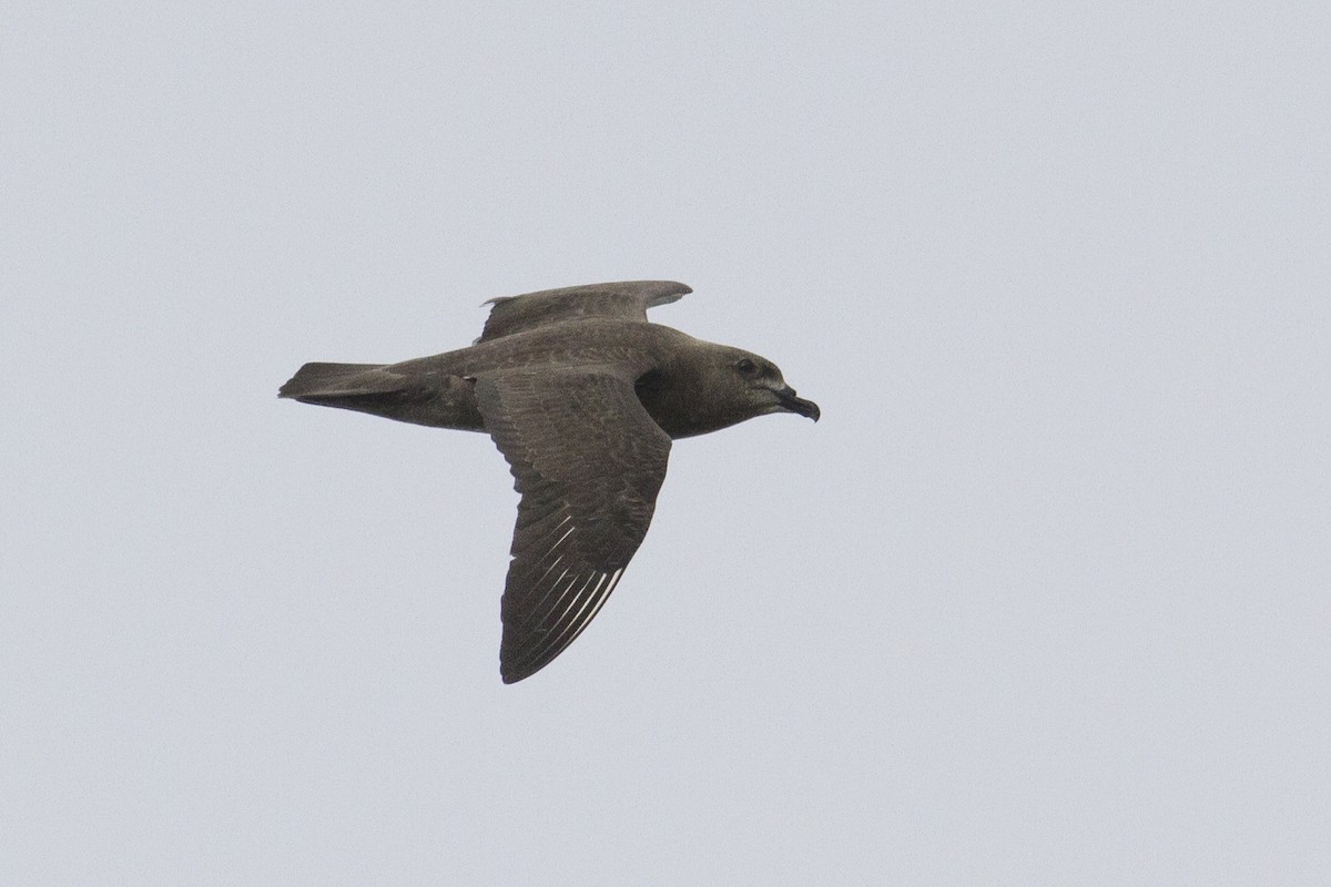 Kermadec Petrel - Jacob Drucker